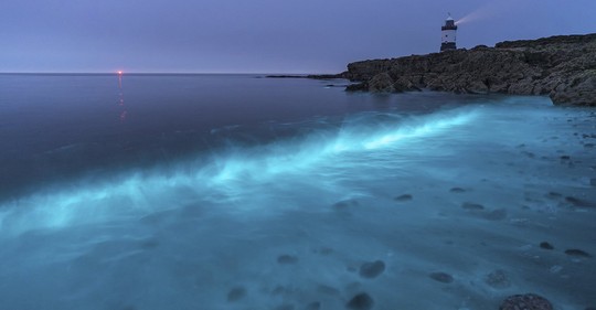 Bioluminiscenčního plankton Svítilka třpytivá.