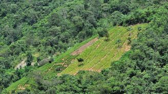 Komplikace v boji s kokainem - Kolumbie přestane používat nebezpečný herbicid
