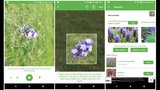 Nepoznáš kytku nebo strom? Namiř foťák a spusť aplikaci PlantSnap