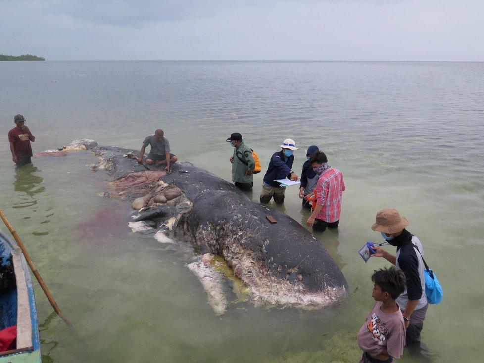 Téměř šest kilogramů odpadu bylo nalezeno v žaludku velryby, která byla v pondělí večer objevena uhynulá na východním pobřeží Indonésie