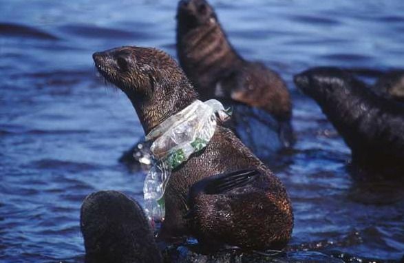 Zvířata se často stávají obětí plastového odpadu.