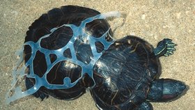 Obětmi plastového odpadu se často stávají zvířata.