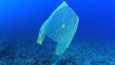 Mikroorganismy konzumující mořské řasy mohou být využity k výrobě biologicky odbouratelných plastů