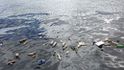 Mikroorganismy konzumující mořské řasy mohou být využity k výrobě biologicky odbouratelných plastů