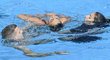 Americkou akvabelu Anitu Alvarezovou museli na mistrovství světa v Budapešti zachraňovat z bazénu