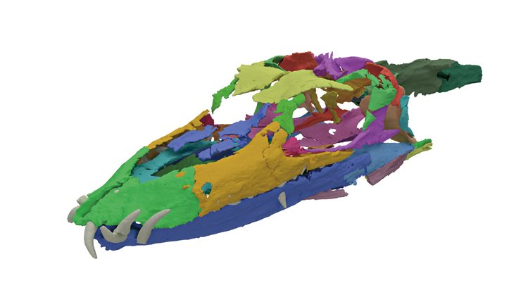 3D model lebky pravěkého plaza rodu Tanystropheus, který vznikl podle rozdrcených lebečních kostí