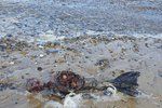 Záhadný nález ostatků na britské pláži vyvolal mnoho otázek.