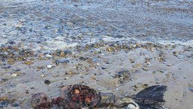 Záhadný nález ostatků na britské pláži vyvolal mnoho otázek.