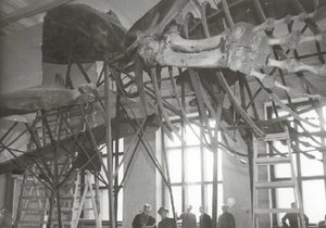 Instalace kostry obrovského kytovce byla v expozici Národního muzea dokončena v roce 1893.