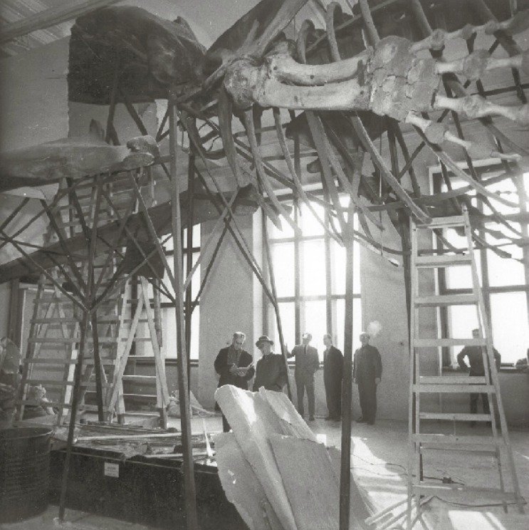 Instalace kostry obrovského kytovce byla v expozici Národního muzea dokončena v roce 1893.