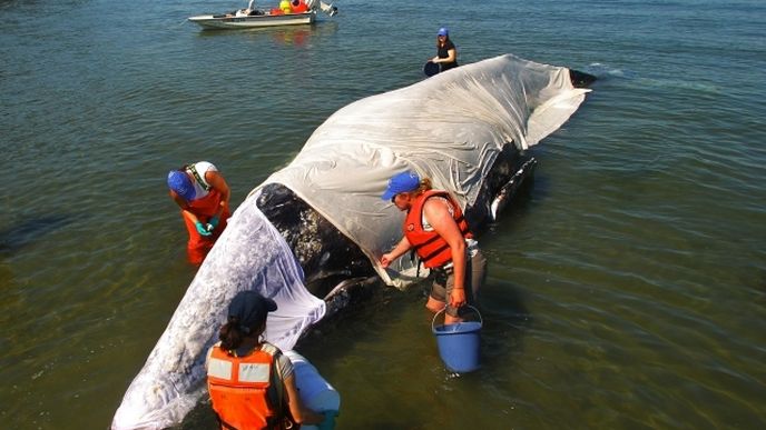 Záchranáři se snaží osvobodit z mělčiny plejtváka šedého uvízlého na pobřeží státu Washington.