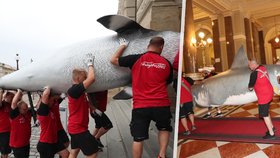Takto probíhal transport realistických modelů plejtváka malého a žraloka do budoucí expozice Zázraky evoluce, kterou chystá Národní muzeum otevřít zkraje srpna. (23. června 2021)