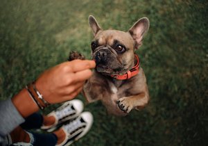 Psi pro začátečníky