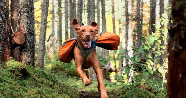 Vizsla (maďarský ohař)