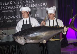 Návštěvníci Plesu jako Brno se mohou těšit na čerstvého tuňáka.