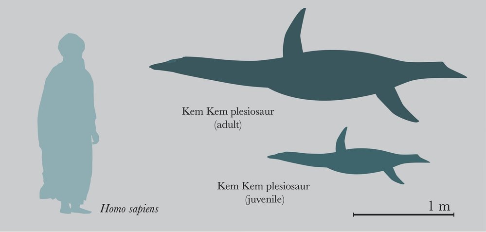 Pravděpodobná velikost plesiosaurů v říčním ekosystému Kem Kem. Nahoře dospělec, dole mládě.