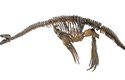 Rekonstrukce kostry plesiosaura podle dochovaných kosterních nálezů 