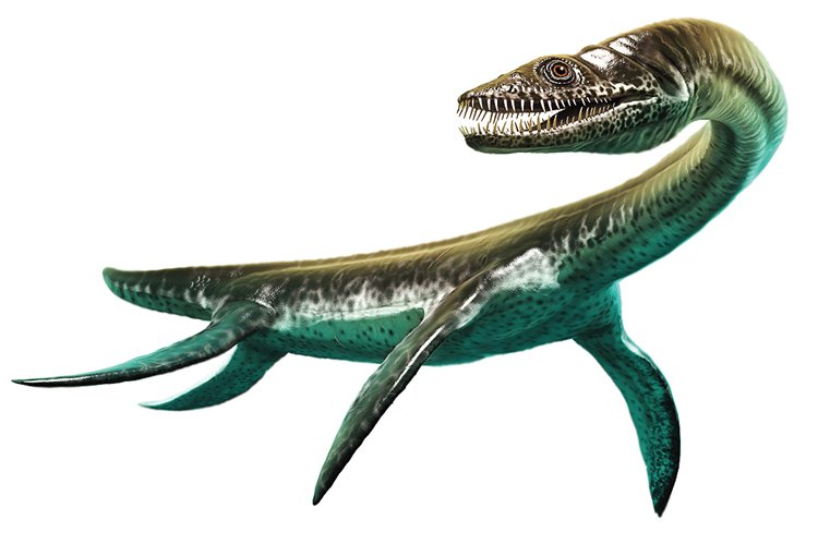 Plesiosauři žili před 203 až 66 miliony lety. Největší druhy dorůstaly délky 15 až 20 metrů