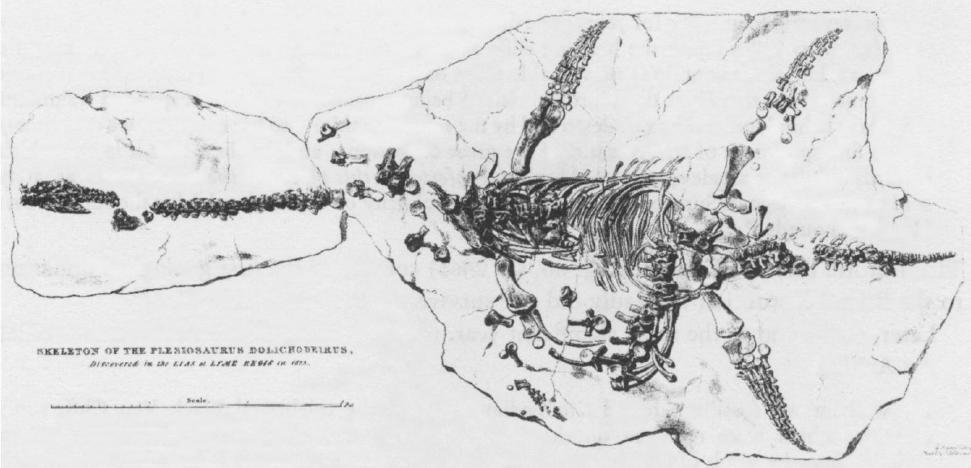 Původní litografie prvního objeveného plesiosaura Plesiosaurus dolichodeirus. Tuto kostru objevila slavná sběratelka zkamenělin Mary Anningová. Obrázek je z roku 1823 a vyšel ve zprávě Londýnské geologické společnosti