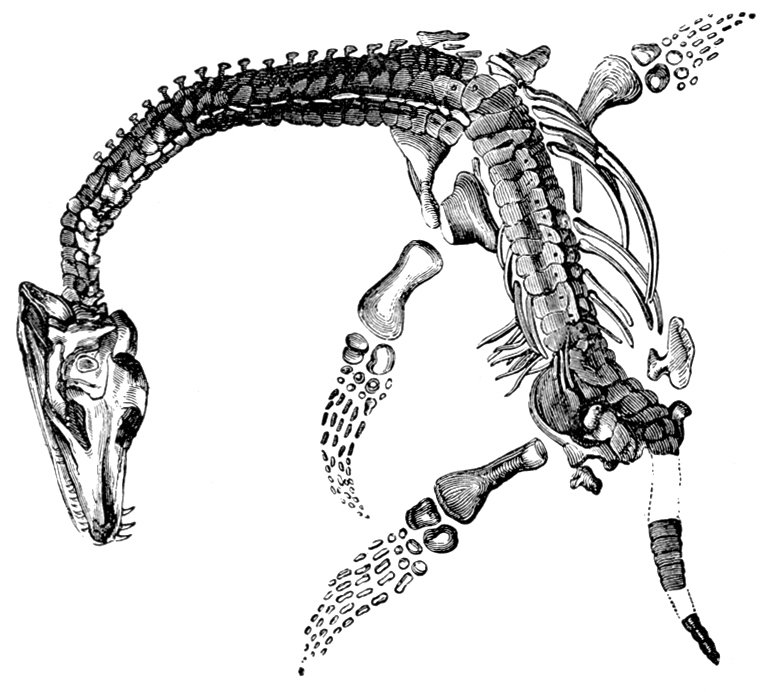 Kostra plesiosaura nakreslená Williamem Bucklandem. Tento umělec zemřel roku 1856, ale tento obrázek je nepochybně o dost starší