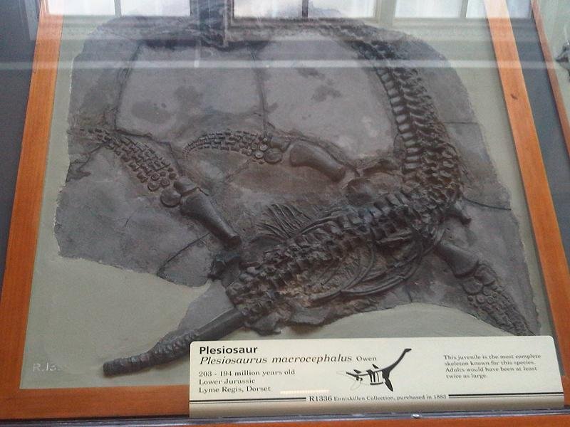 Moderní expozice zachovalé fosílie plesiosaura Plesiosaurus_macrocephalus v Londýnském přírodopisném muzeu