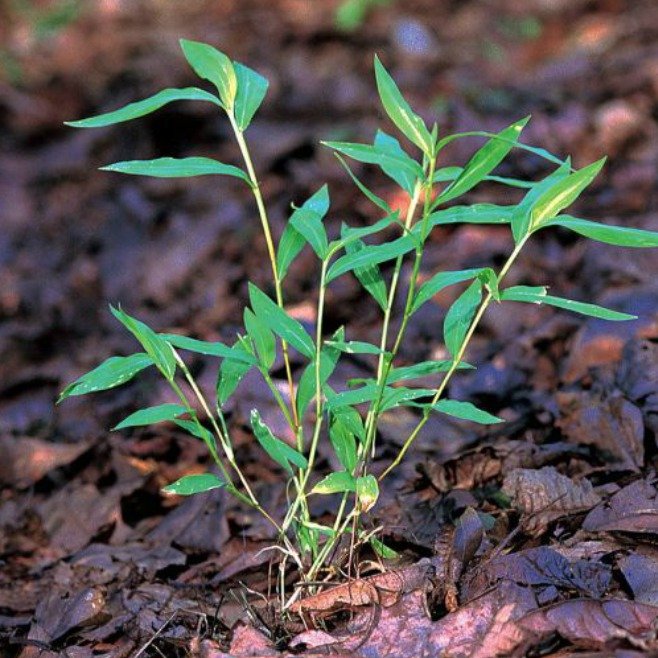 LIPNICE: Jedná se o vytrvalou trávu podobající se bambusu původem z Asie. Stonky mohou vyrůst až do výšky 1 m. Rostlina je přizpůsobená k růstu v prostředí s nízkým přísunem světla. Tráva je rychle rostoucí, tvoří monokultury a vytlačuje původní druhy. Například v lese potlačuje semenáčky dřevin. „Na začátku 20. století se používala jako obalový materiál pro dodávky porcelánu,“ tvrdí Vittek.