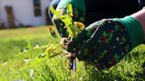 Jak se zbavit plevele v trávníku: 5 osvědčených triků podle našich babiček!