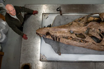 U britského pobřeží se našla kostra pravěkého monstra Pilosaura: Jde o nejzachovalejší nález tohoto druhu