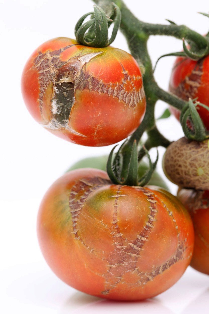 Plesnivá rajčata