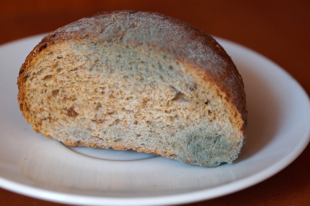 Dá se chleba napadený plísní jíst, nebo patří do koše?