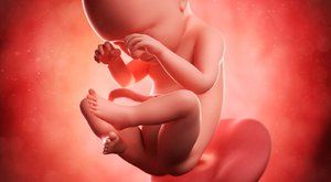 Od vajíčka k miminku: Vývoj lidského plodu