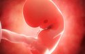8. týden: z embrya se stává plod, měří asi 2 cm, ale už má základy orgánů, mozek začíná vykazovat aktivitu