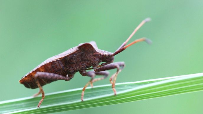 Ploštice pustoší gruzínské lískooříškové plantáže