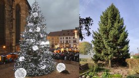 Letošní vánoční strom pro Plzeň je patnáctimetrový smrk z Dýšiny.