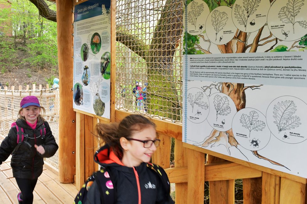 Plzeňská zoologická zahrada otevřela novou expozici Strom jako ekosystém v zoo, která přibližuje živočišná společenstva obývající starý strom.