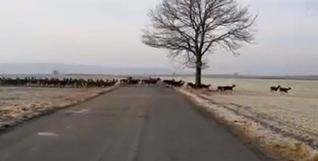 Řidič na Plzeňsku natočil obří stádo jelenů sika, jak přecházejí silnici. Video se stalo hitem sociálních sítí a rozproudilo debatu mezi experty