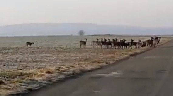 Řidič na Plzeňsku natočil obří stádo jelenů sika, jak přecházejí silnici. Video se stalo hitem sociálních sítí a rozproudilo debatu mezi experty