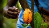 Temné pozadí čokoládových zajíců: Dětská otročina i směšné příjmy na farmách
