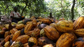 Kakaová farma v Pobřeží slonoviny