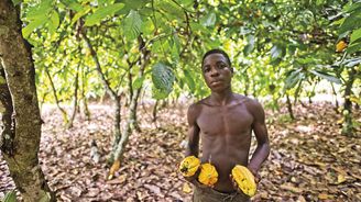 Čokoláda z dětských rukou aneb Život na kakaových plantážích v Pobřeží slonoviny