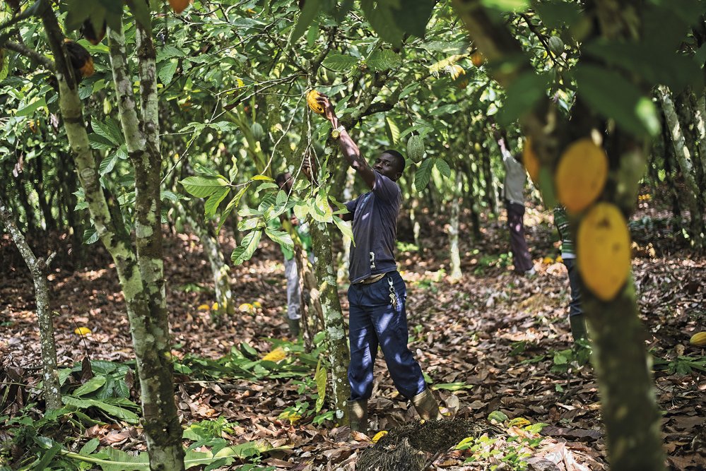 V Pobřeží slonoviny se vypěstuje rekordních 40 % světové produkce kakaa