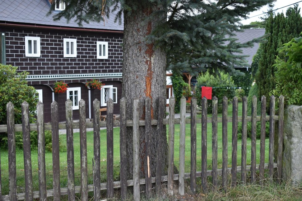 Elektrický výboj sjel kmenem stromu až k zemi