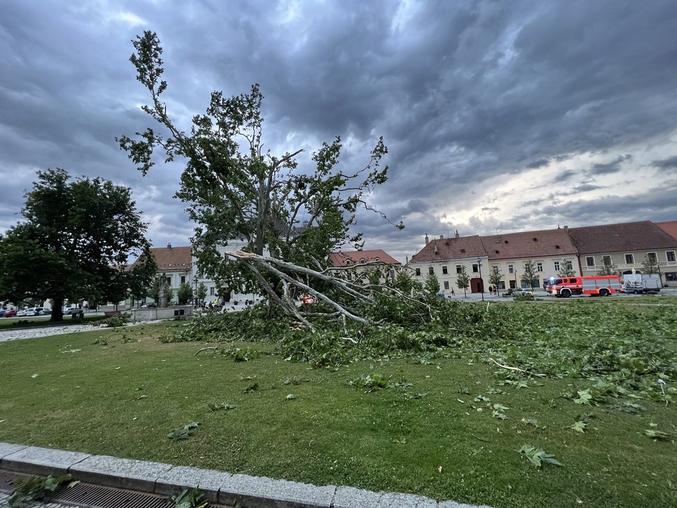 Spadlý strom ve Valticích. (1. 7. 2022)