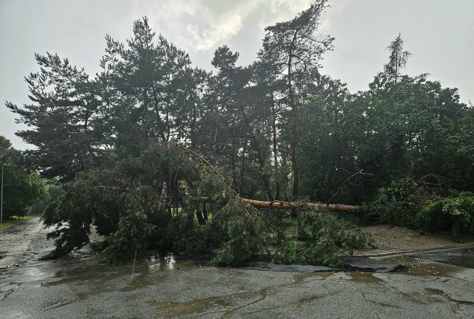 Bouřka v Praze: Vyvrácený strom na sídlišti Bohnice (17.8.2023)