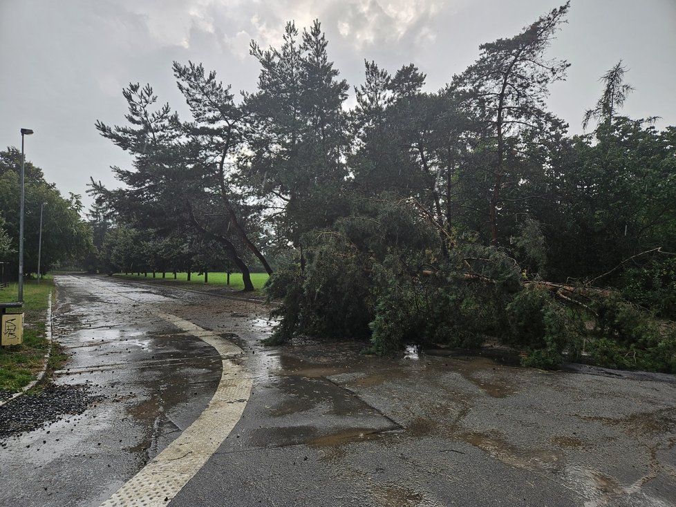 Bouřka v Praze: Vyvrácený strom na sídlišti Bohnice (17. 8. 2023)