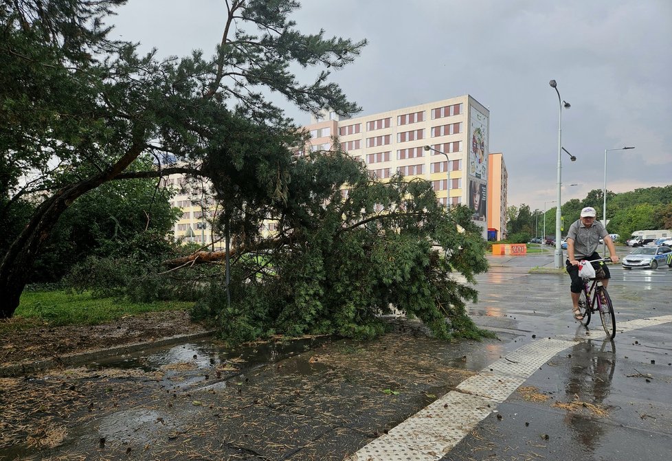 Bouřka v Praze: Vyvrácený strom na sídlišti Bohnice (17.8.2023)