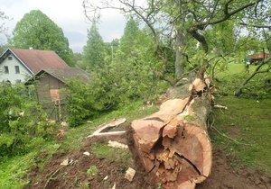 Ve Václavově u Bruntálu zasáhl v neděli odpoledne blesk vzrostlý jasan a rozštípl ho na několik částí.