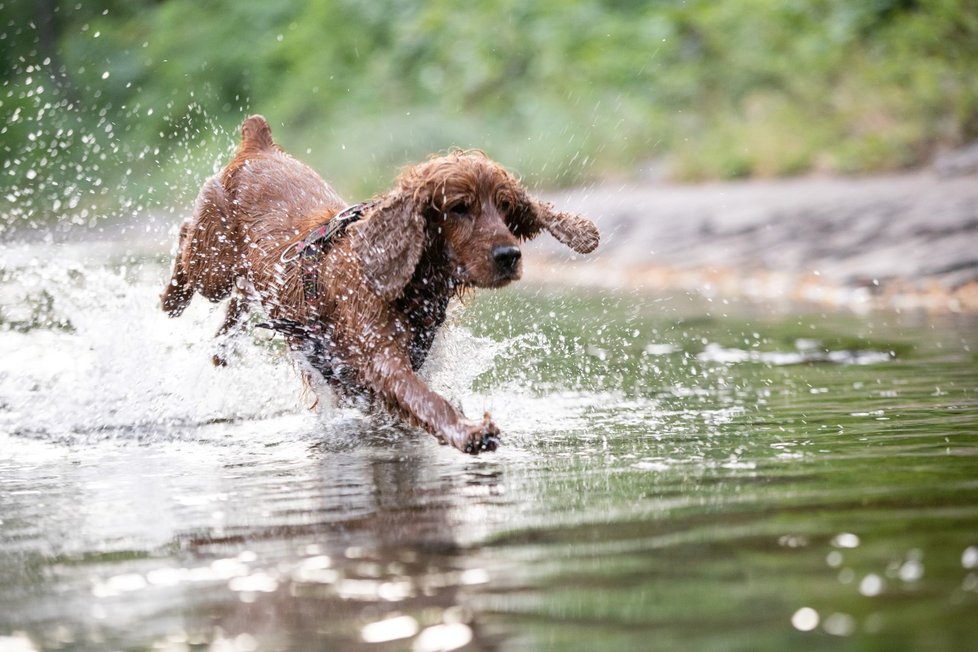 Pondělním dnem bude vlna veder teprve začínat – v úterý a ve středu bude teplota kulminovat až na 36 °C.