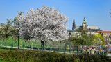 Velká velikonoční předpověď: Po mrazech dorazí do Česka opravdové jaro