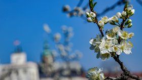 V Česku bude tepleji než v Řecku. Velikonoční týden může přinést i letních 25 °C